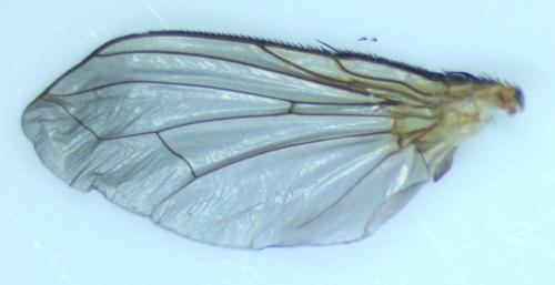 Bithia sp.